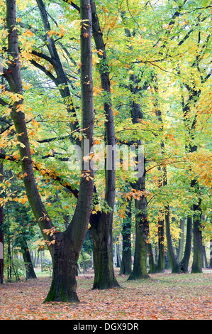 Reihe von alten Roteiche Bäumen im Herbst Farben Quercus rubra Stockfoto