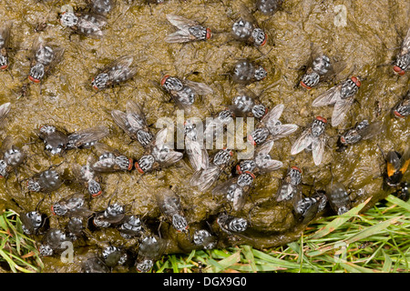 Kuhdung ist stark mit fliegen, vor allem eine Fleisch-Fly Sarcophaga sp, Mittag fliegen und Dungfliegen bedeckt. Auvergne, Frankreich. Stockfoto
