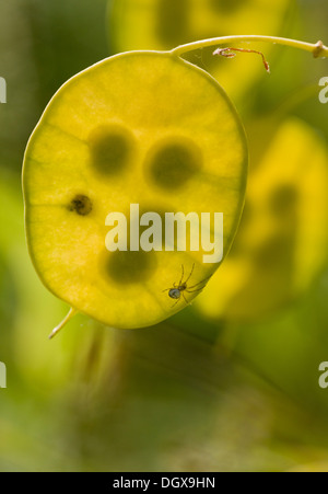 Samen-Leiter der Ehrlichkeit, Lunaria Annua, mit Spinne an. Garten. Stockfoto
