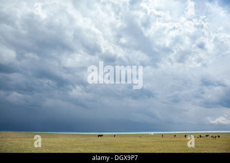 Gruppe Pferde weiden unter stürmischen Wolken Stockfoto