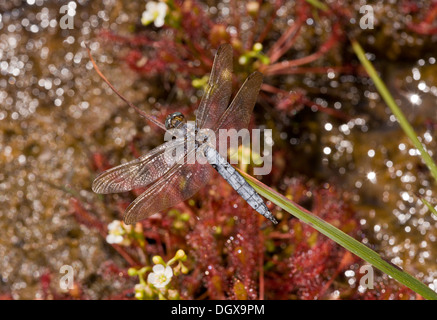 Männliche gekielt Skimmer, Orthetrum Coerulescens Libelle, unter Moorpflanzen, Dorset. Stockfoto