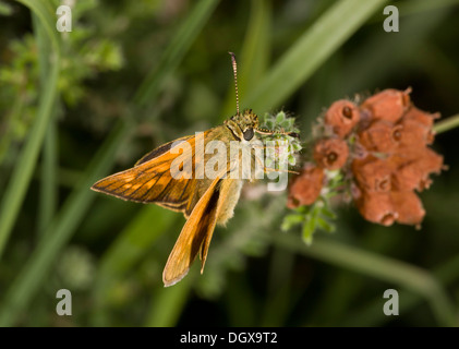 Großen Skipper Butterfly, Ochlodes Sylvanus auf Glockenheide. Stockfoto