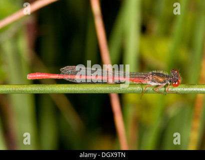 Männliche kleine Red Damselfly, Ceriagrion Tenellum, thront. Dorset. Stockfoto