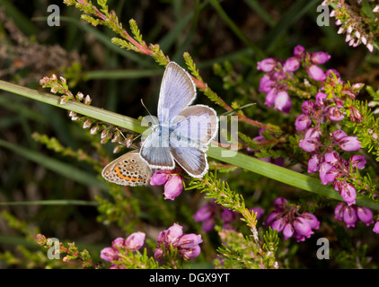 Paarung zweier Silber besetzte Blues, Plebejus Argus, auf der Heide, Dorset. Stockfoto