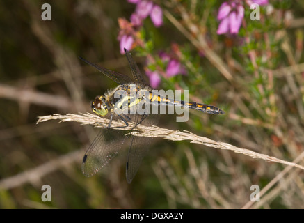 Schwarz-Darter, Sympetrum Danae - männliche thront von Heide Moor, Dorset. Stockfoto