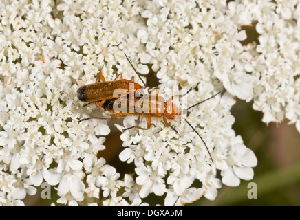 Paarung zweier gemeinsamer roter Weichkäfer, Rhagonycha Fulva. Stockfoto