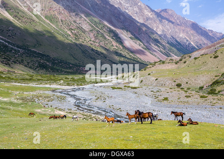 Pferde im Hochgebirge Stockfoto