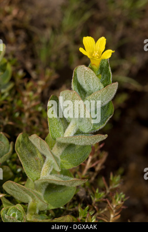 Marsh St.-Johanniskraut, Hypericum Elodes in Blüte. New Forest. Stockfoto