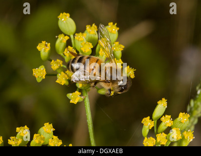 Honigbiene, Apis Mellifera Nectaring auf wilden Pastinaken. Stockfoto