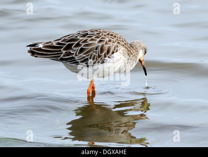 Ein kampfläufer (Philomachus pugnax) im Winter Gefieder. Titchwell Marsh. Titchwell, Norfolk, Großbritannien. Stockfoto