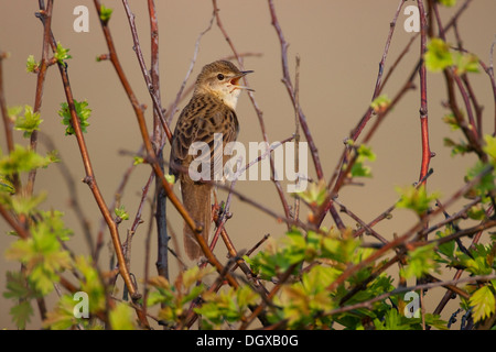 Grasshopper Warbler (Locustella Naevia), singen, Texel, Niederlande, Europa Stockfoto