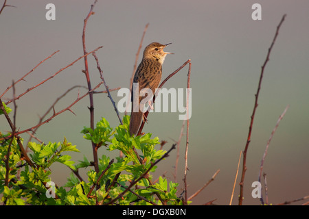 Grasshopper Warbler (Locustella Naevia), singen, Texel, Niederlande, Europa Stockfoto