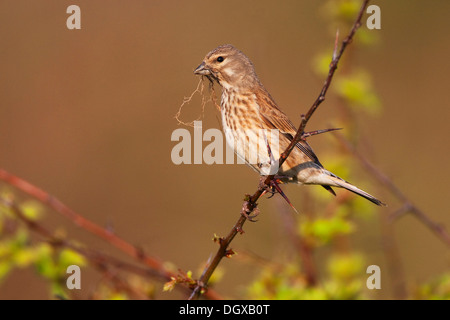 Hänfling (Zuchtjahr Cannabina), Weibchen mit Nistmaterial, Texel, Niederlande, Europa Stockfoto