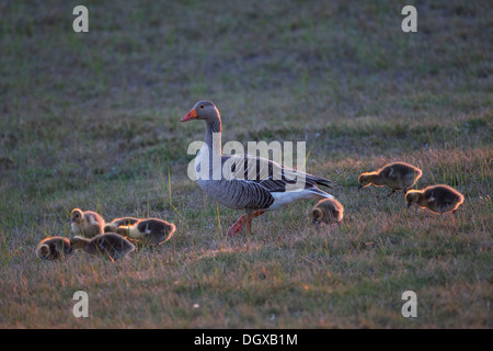 Graugans oder Graylag Gans (Anser Anser) mit Küken, Texel, Niederlande, Europa Stockfoto