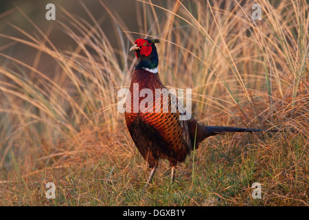 Fasan (Phasianus Colchicus), Texel, Niederlande, Europa Stockfoto