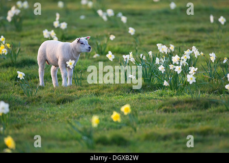 Hausschaf (Ovis Orientalis Aries), Lamm, Texel, Niederlande, Europa Stockfoto