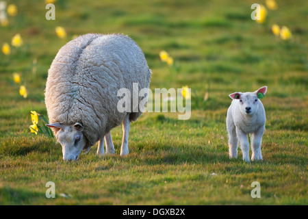 Hausschaf (Ovis Orientalis Aries) mit einem Lamm, Texel, Niederlande, Europa Stockfoto