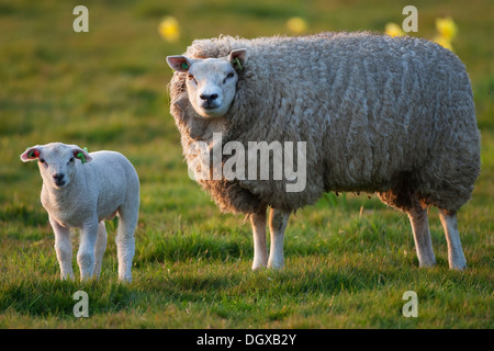 Hausschaf (Ovis Orientalis Aries) mit einem Lamm, Texel, Niederlande, Europa Stockfoto