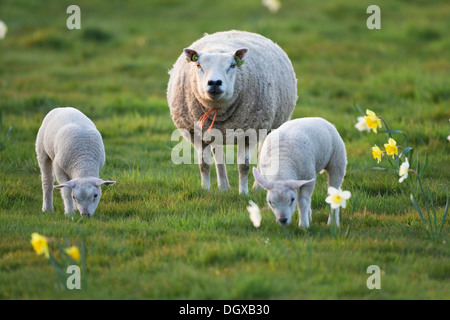 Hausschaf (Ovis Orientalis Aries) mit Lämmern, Texel, Niederlande, Europa Stockfoto