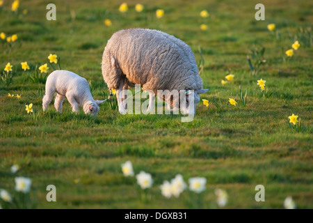 Hausschaf (Ovis Orientalis Aries) und ein Lamm, Texel, Niederlande, Europa Stockfoto