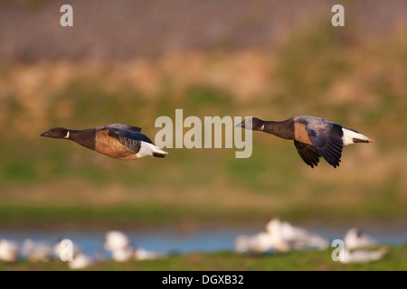 Ringelgänse (Branta Bernicla) im Flug, Texel, Niederlande, Europa Stockfoto