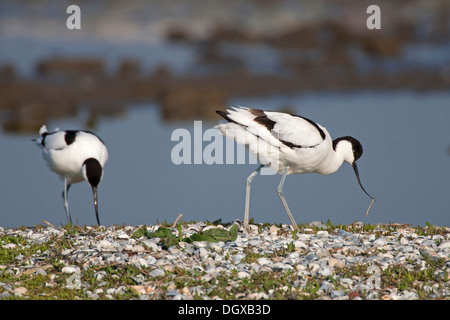 Säbelschnäbler (Recurvirostra Avosetta), männliche und weibliche am Nest, Texel, Niederlande, Europa Stockfoto