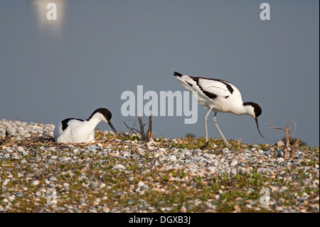 Säbelschnäbler (Recurvirostra Avosetta), männliche und weibliche am Nest, Texel, Niederlande, Europa Stockfoto