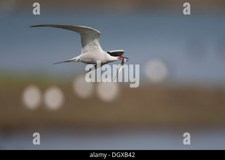 Seeschwalbe (Sterna Hirundo) mit Beute im Flug, Texel, Niederlande, Europa Stockfoto