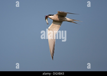 Seeschwalbe (Sterna Hirundo) mit Beute im Flug, Texel, Niederlande, Europa Stockfoto