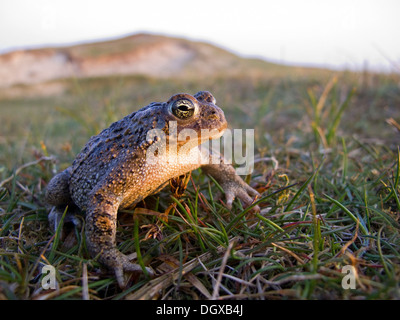 Natterjack Kröte (Bufo Calamita), Texel, Niederlande, Europa Stockfoto