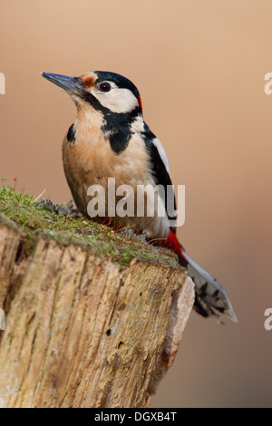 Great Spotted Woodpecker oder größere Spotted Woodpecker (Dendrocopos großen), Männlich, Thüringen Stockfoto