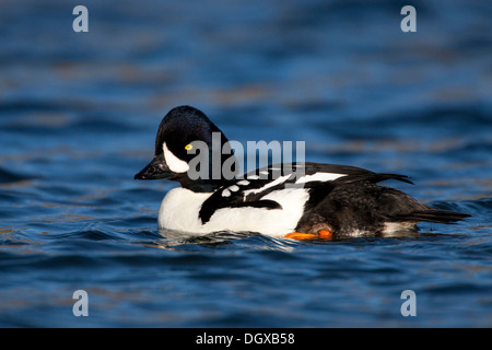 Barrow Goldeneye (Bucephala Islandica), männliche Laxa River, Myvatn, Island, Europa Stockfoto