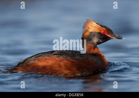 Ohrentaucher (Podiceps Auritus), Altvogel, Myvatn, Island, Europa Stockfoto