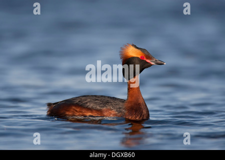 Ohrentaucher oder slawonische Haubentaucher (Podiceps Auritus), Altvogel, Myvatn, Island, Europa Stockfoto