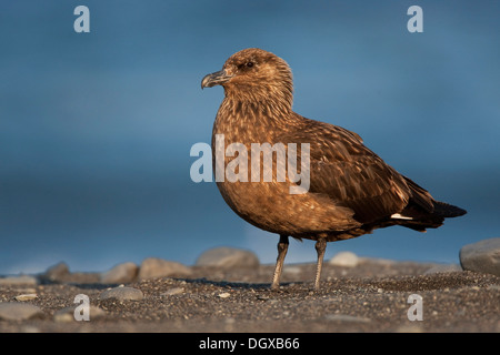 Great Skua (Stercorarius Skua), Joekulsarlon, southern Island, Europa Stockfoto