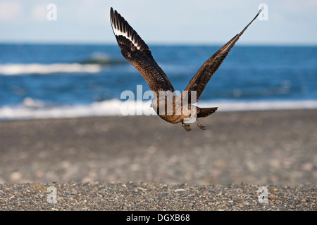 Great Skua (Stercorarius Skua) im Flug, Joekulsarlon, southern Island, Europa Stockfoto