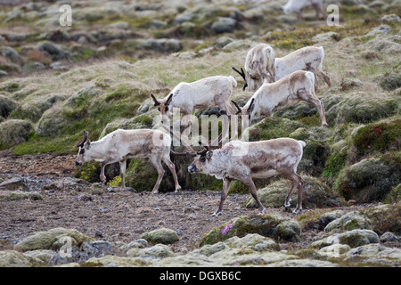 Rentier (Rangifer Tarandus), southern Island, Europa Stockfoto