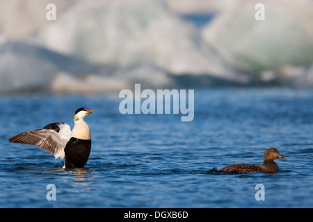 Gemeinsamen Eiderenten (Somateria Mollissima), paar, Island, Europa Stockfoto