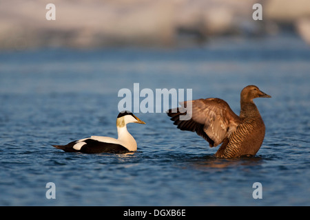 Gemeinsamen Eiderenten (Somateria Mollissima), paar, Island, Europa Stockfoto