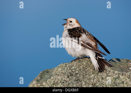 Snow Bunting (Plectrophenax Nivalis), Männlich, Joekulsarlon, Island, Europa zu singen Stockfoto