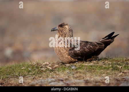 Great Skua (Stercorarius Skua), Grübeln, Joekulsarlon, Island, Europa Stockfoto