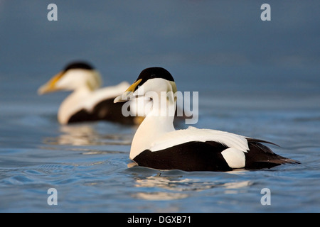 Gemeinsamen Eiderenten (Somateria Mollissima), Männlich, Joekulsarlon, Island, Europa Stockfoto