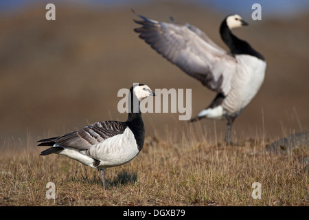 Weißwangengans (Branta Leucopsis), Altvögel, Joekulsarlon, Island, Europa Stockfoto