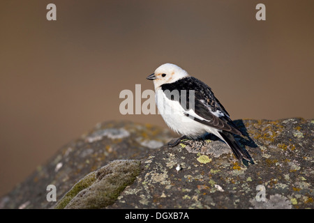 Snow Bunting (Plectrophenax Nivalis), Männlich, Island, Europa Stockfoto