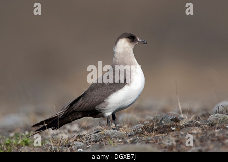 Arctic Skua (Stercorarius Parasiticus), leichte Gefieder, Joekulsarlon, Island, Europa Stockfoto