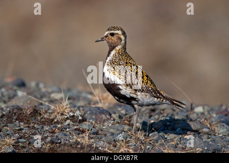 Goldregenpfeifer (Pluvialis Apricaria), Island, Europa Stockfoto