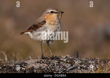 Steinschmätzer (Oenanthe Oenanthe), Weiblich, Westfjorde, Island, Europa Stockfoto