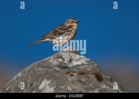 Wiese Pieper (Anthus Pratensis), Westfjorde, Island, Europa Stockfoto