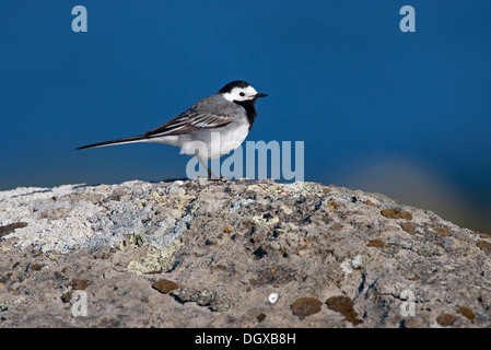 Bachstelze (Motacilla Alba), Westfjorde, Island, Europa Stockfoto