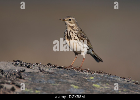 Wiese Pieper (Anthus Pratensis), Westfjorde, Island, Europa Stockfoto